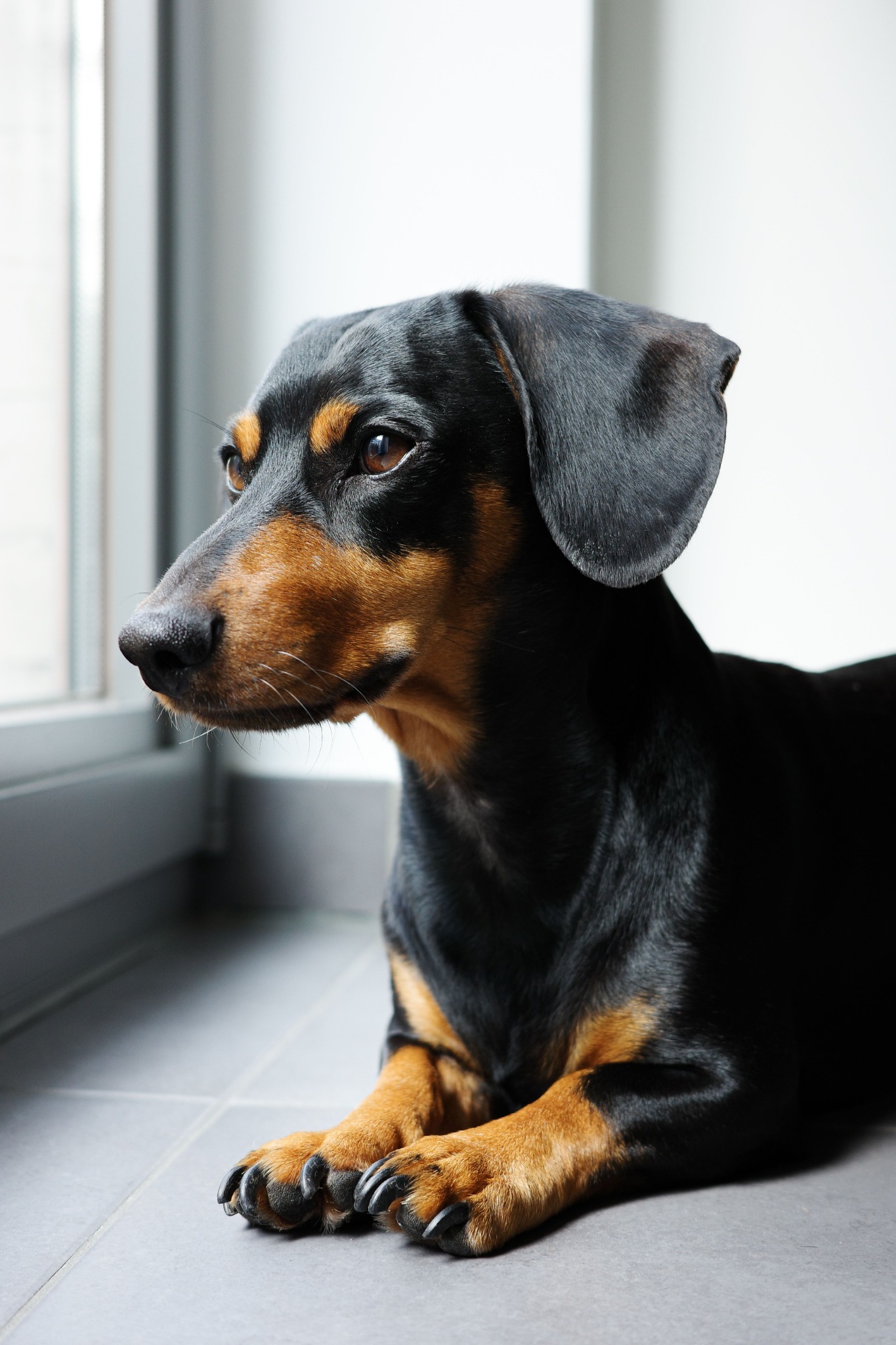 Finley's original black and brown dog photograph supplied with the CMQ Publishing order form